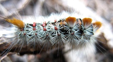 Caterpillar on the Pacific Crest Trail. Photo by Jack Haskel