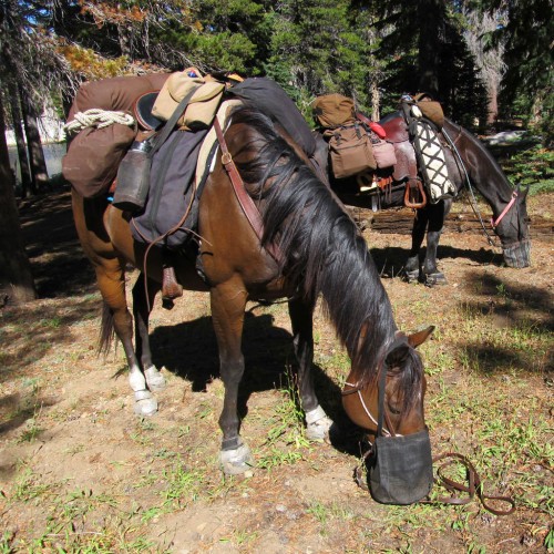 Equestrians on the PCT. Photo by Susan Bates