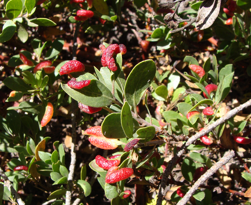 Striking  crimson galls produced by Leaf Gall Aphids (Tamalia coweni) on manzanita.