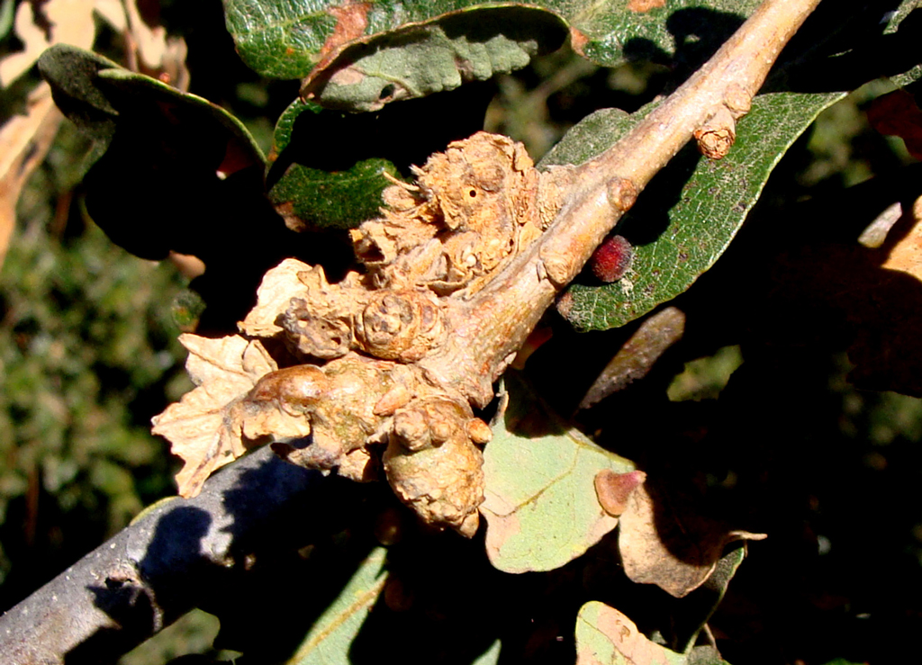 Floral bud galls induced by the Rosette Gall Wasp. In Spring the galls are green and later in summer will turn brown. Note the escape holes made my the grown larva and nearby presence of different types of galls.