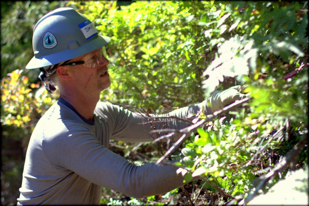 Thru-hiker and PCTA crew leader Barry "Token Civilian" Teschlog cutting brush on the project. Photo by Ryan