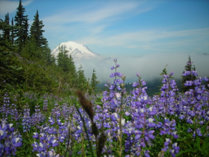 Mount-Rainier