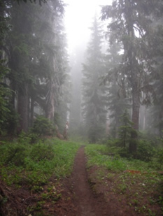 Trail
