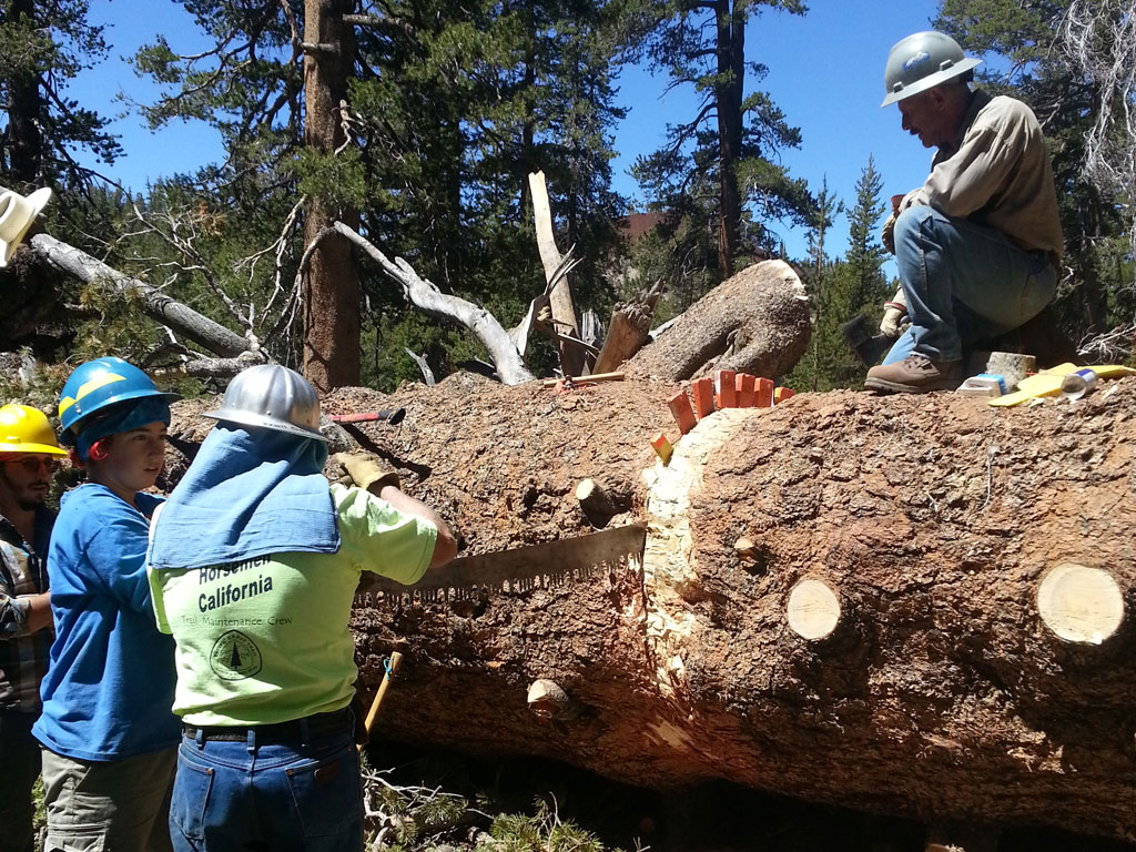 We're champs at clearing big trees with crosscut saws.