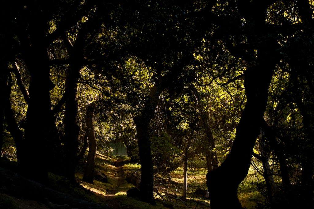 The shade of an Oak Grove offers respite during a long waterless section. Southern California