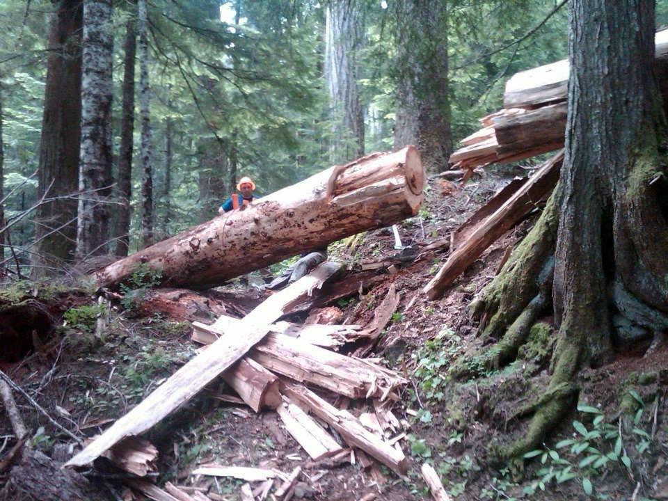 One of the many logs across the trail.