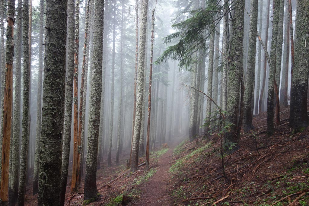 A misty, silent, Pacific Crest Trail. Photo by Susan Caster.