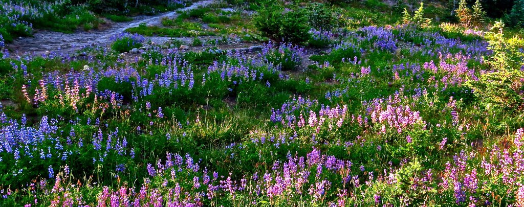 A lupine filled campsite in William O Douglas Wilderness. Photo by Eric Valentine.