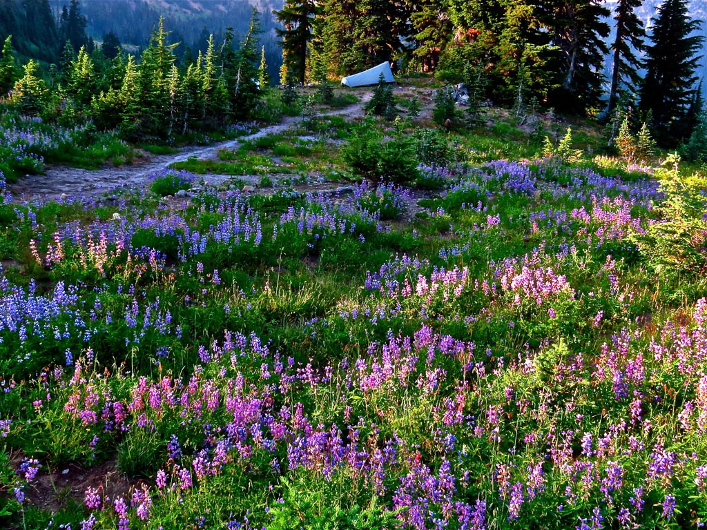 A  lupine filled campsite in William O Douglas Wilderness. Photo by Eric Valentine.