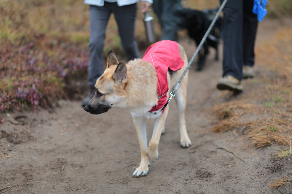 dog hiking jacket