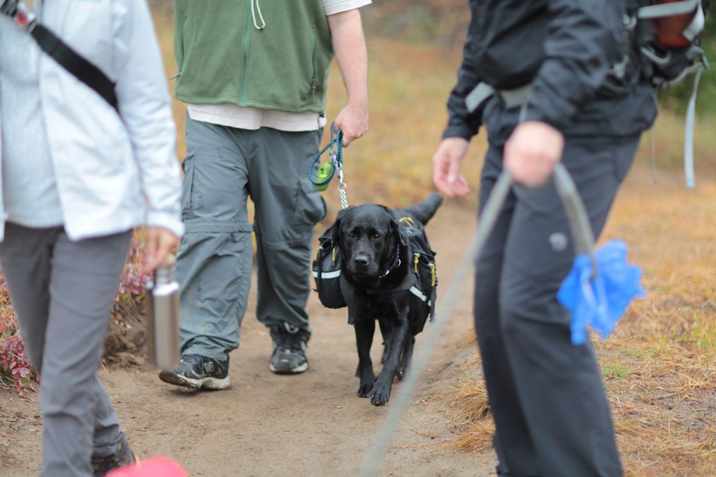 How to Train Your Dog to Walk Off Leash – A Hiker's Guide