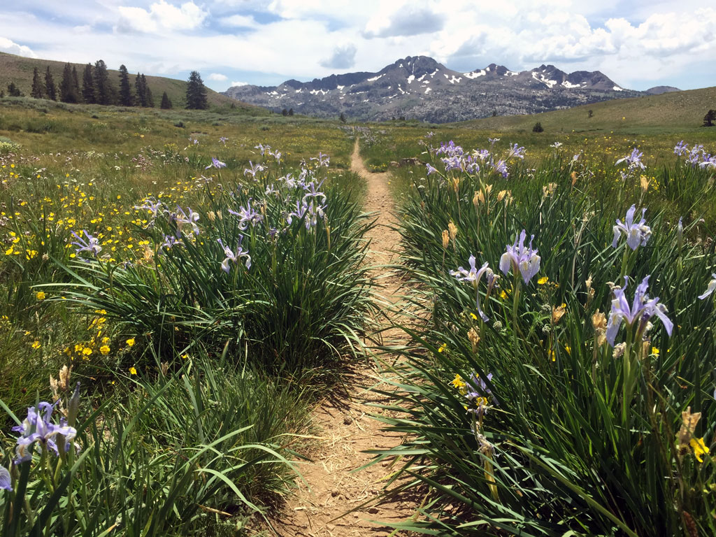 Staying in the center of the trail, even when it's wet, helps keep trailside wildflowers vibrant once they bloom later in the year. By planning ahead and preparing, you might choose to hike in boots when it's wet, or delaying your trip. Photo by Andrew Geweke.
