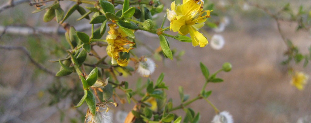 Flowering Creosote Bush