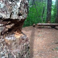 A tree damaged by a hatchet or saw at a campsite along the Pacific Crest Trail. Article is about Leave No Trace and saws, hatchets and axes.