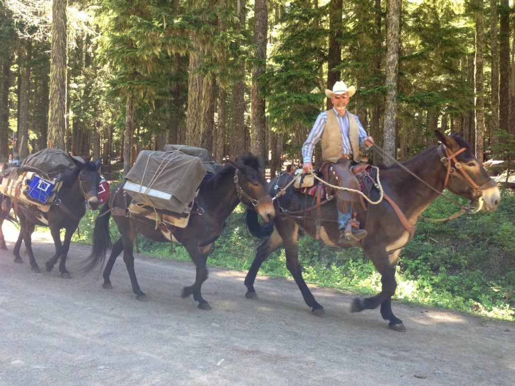 Jim Forsman leads the pack string into the Gifford Pinchot National Forest. Thank you Backcountry Horsemen and volunteer packers for supporting trail maintenance projects on the Pacific Crest Trail!