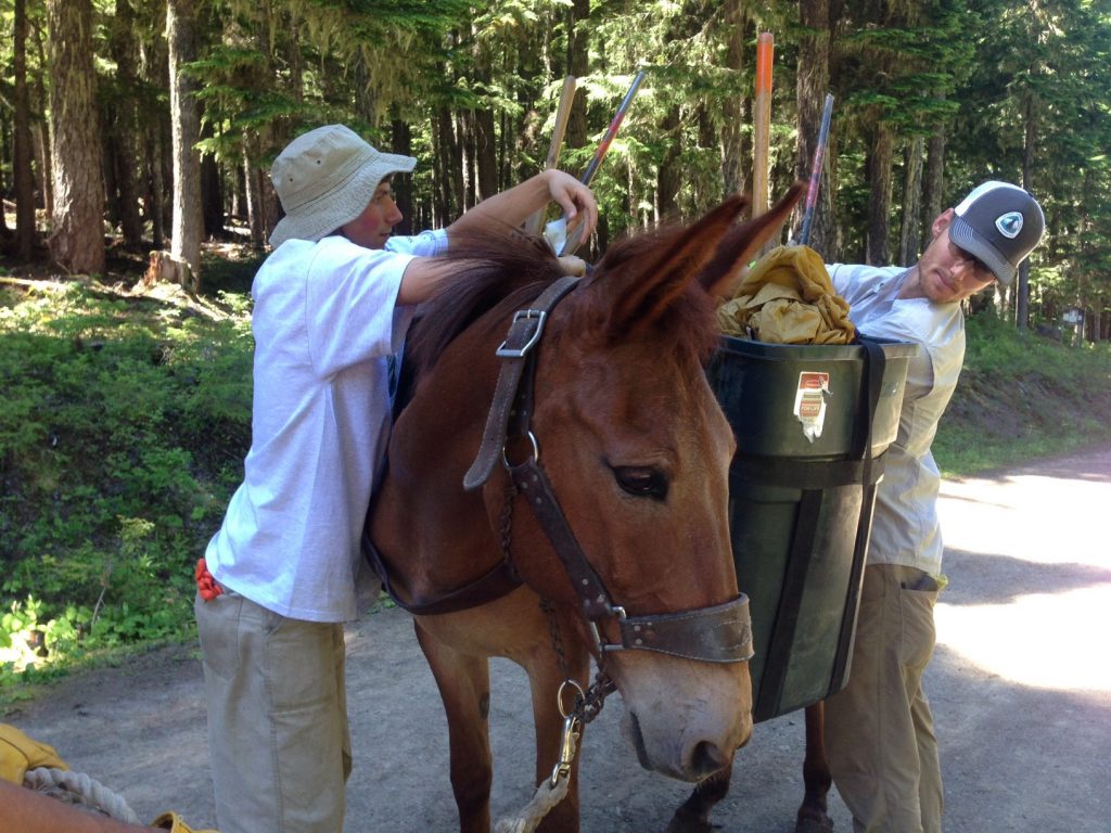 Crew leaders Ian and Wes put their packing skills to work, adjusting loads on Katie the mule. Each load must be carefully packed, weighed, balanced and secured on stock.
