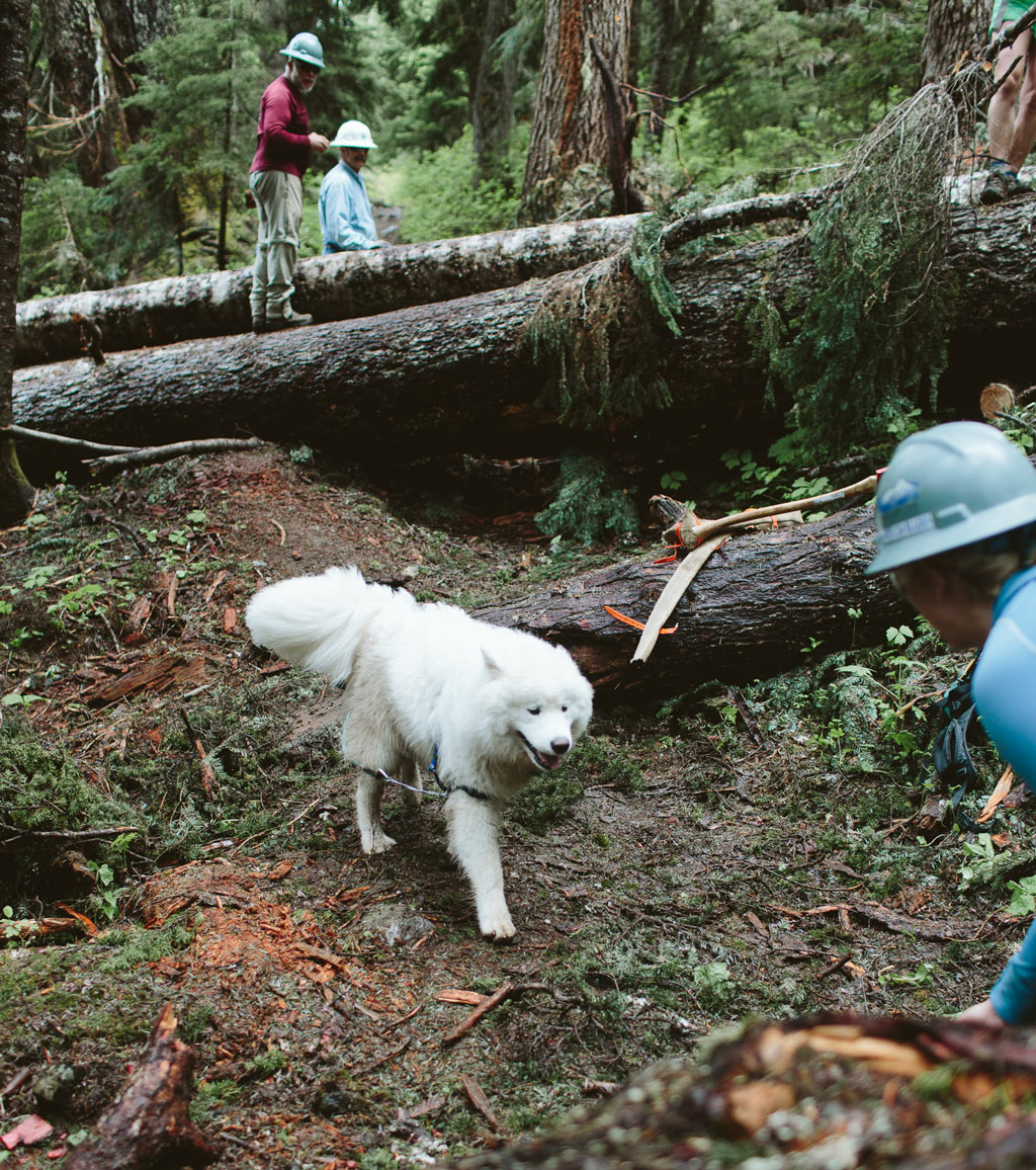 A dog on the Pacific Crest Trail steals the show during a trail maintenance project in the Pacific Northwest. Photo by Dan Sedlacek of Uphill Designs.