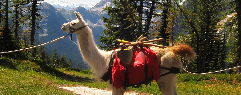Llamas like "Sugar" hauled equipment nine miles into the backcountry so volunteers could spend a week rebuilding the trail. Photo by Loren Schmidt.