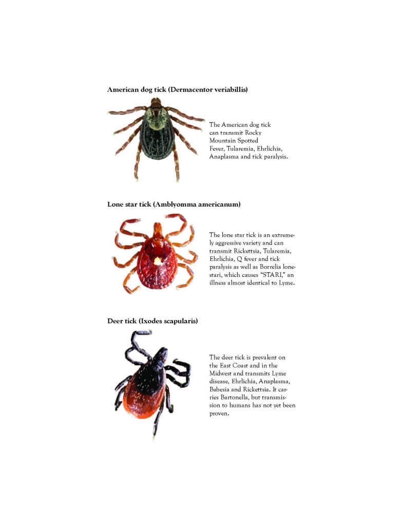 Other common ticks and associated diseases in the U.S.