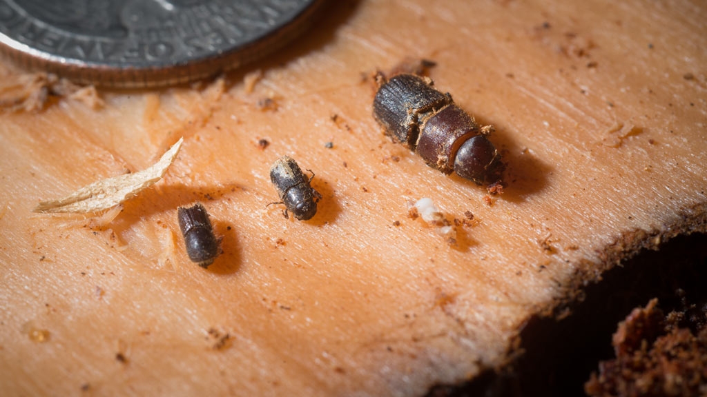 Pine bark (center) and other beetles found in a dead Ponderosa pine in Sequoia National Forest are displayed on the inner side of a piece of outer bark that Entomologist Beverly Bulaon removed in search for pine bark beetles burrowed in dead coniferson August 24, 2016. As pine bark beetles and their larvae bore through the bark they leave behind frass, a sawdust-like wood debris seen in the lower right. Drought conditions have weakened the tree’s ability to expel the increased number of these boring beetles. Several types of beetles live in these trees during its natural lifecycle; some are beneficial while beetles such as this can kill the tree. Brown needles and downward limbs easily identify these dead pine trees. USDA Photo by Lance Cheung.