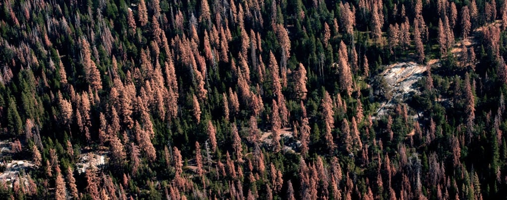 Dead and dying trees on forest lands in California, August 2016. The gray trees have been dead longer than the orange trees as they've lost their needles already. Courtesy of U.S. Forest Service, Region 5