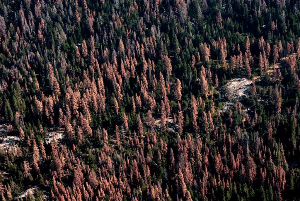 Dead and dying trees on forest lands in California, August 2016. The gray trees have been dead longer than the orange trees as they've lost their needles already. Courtesy of U.S. Forest Service, Region 5