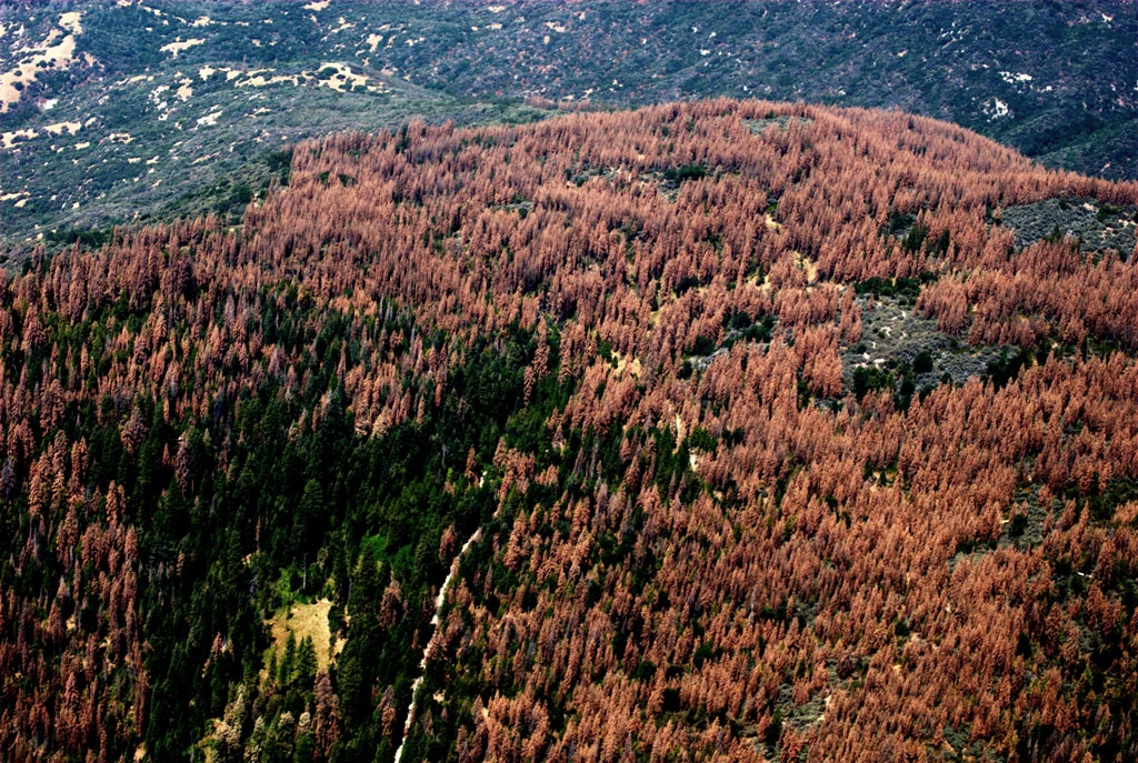 Aerial detection survey photo taken August 2016. Courtesy of U.S. Forest Service, Region 5