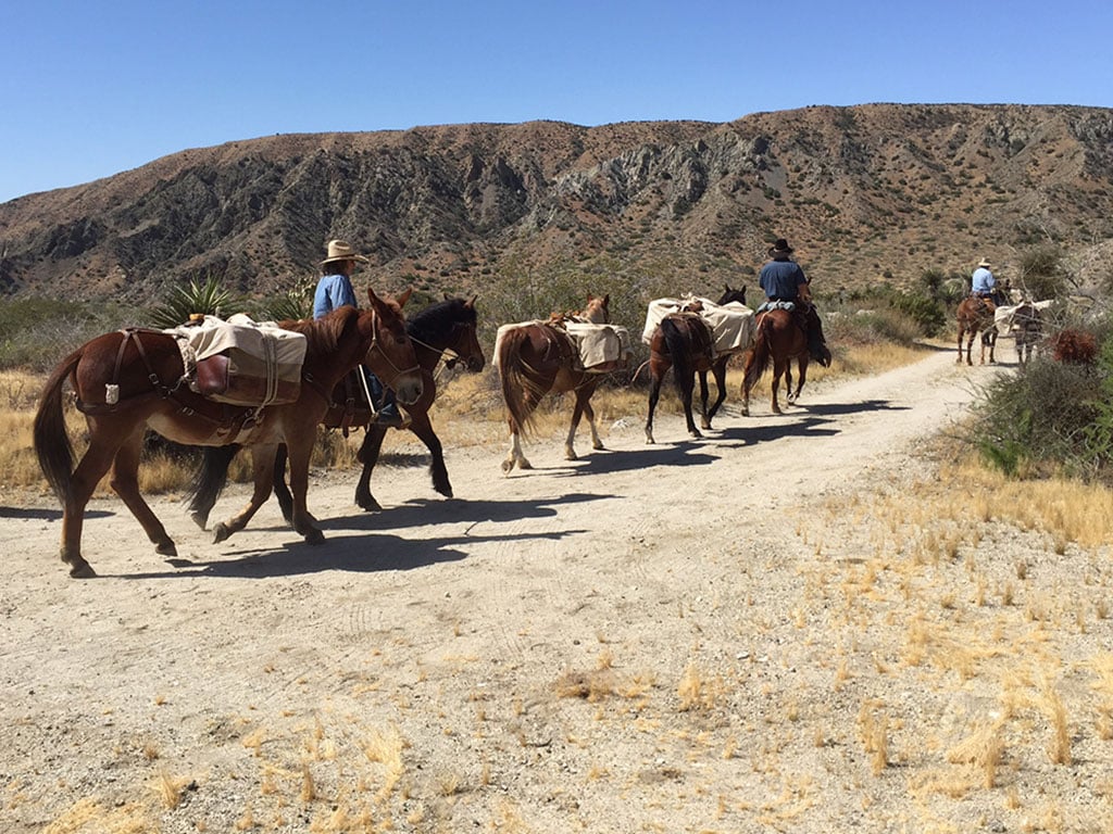 mules in southern california walking on a trail