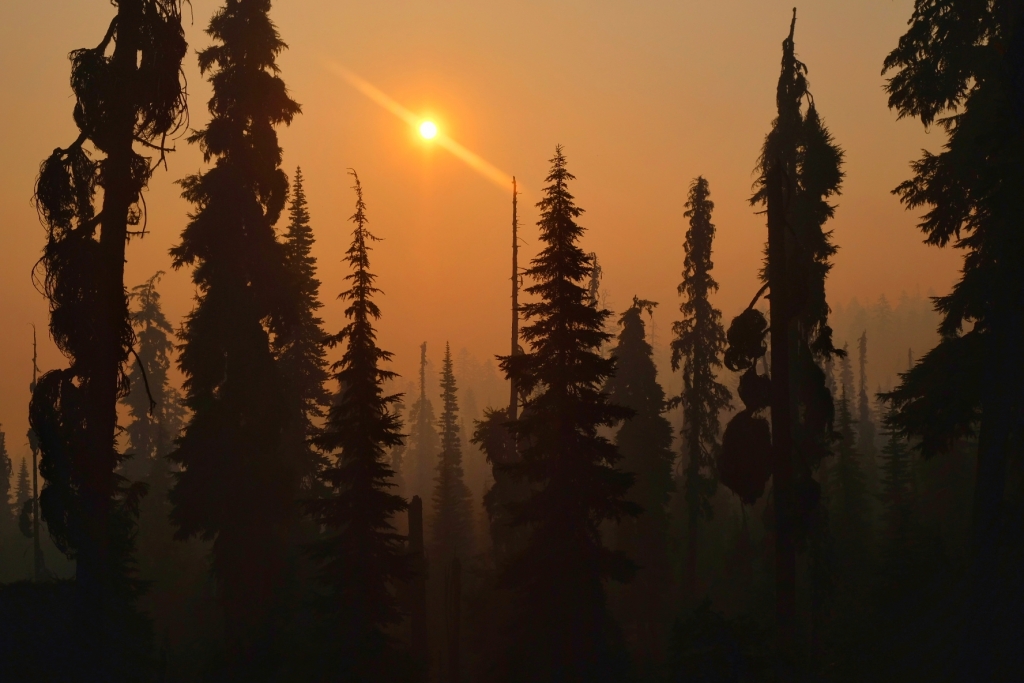 The setting sun glows orange through smoke-filled fir trees.