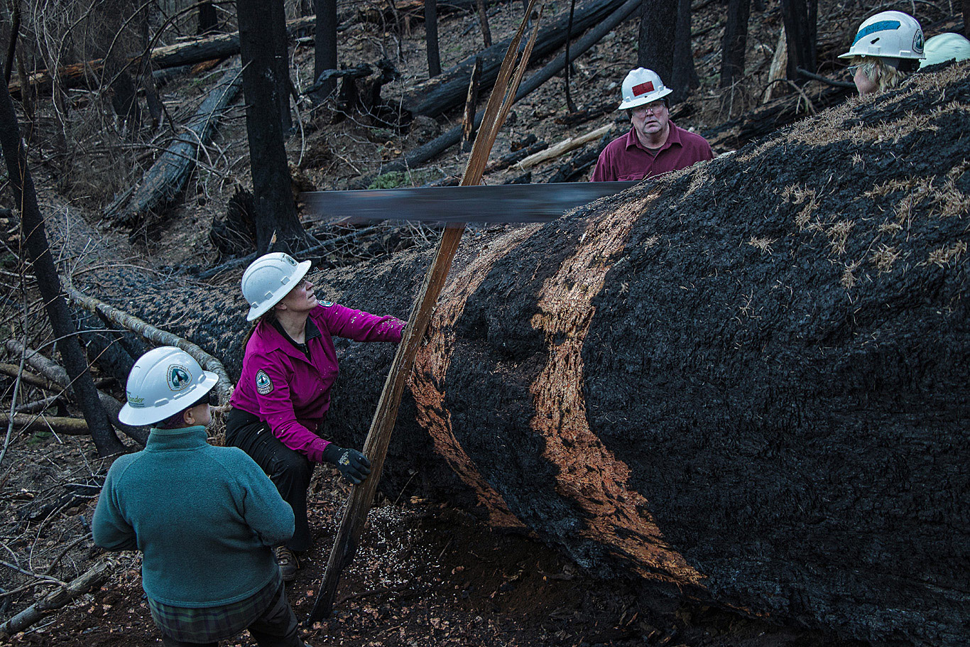 Over many months, PCTA Mt. Hood Chapter volunteers tackled a huge number of projects in the burn area. Here they are on just one of the massive logs that they cleared off of the Gorge's trails. Photo by Terry Hill