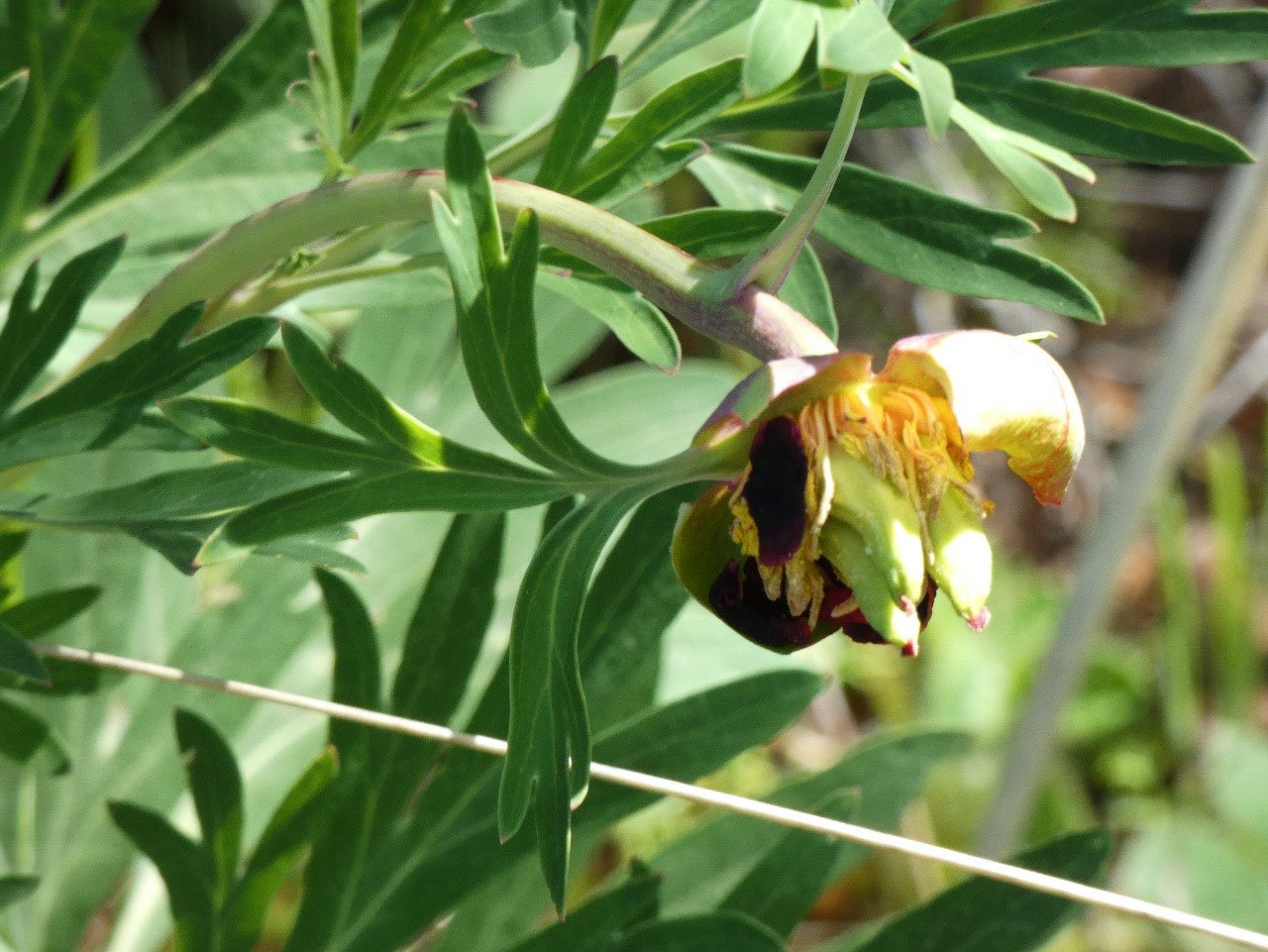 Closeup of a California peony flower