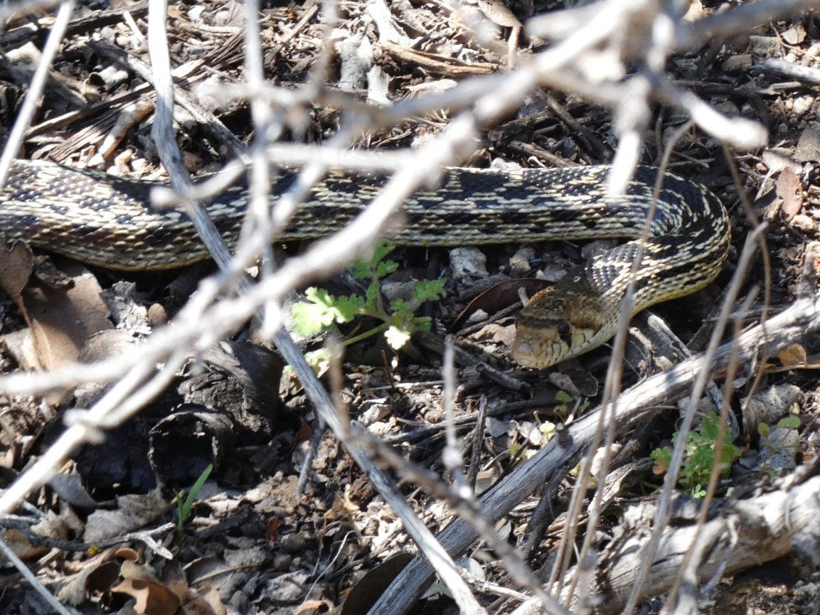 A photo of a gopher snake 