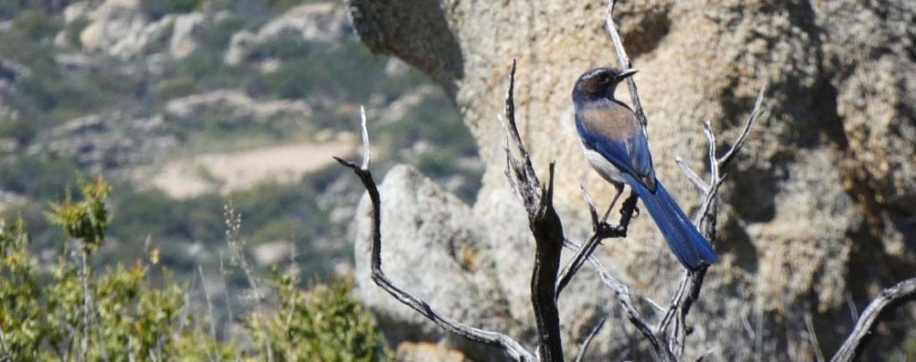 A photo of a scrub jay perched on a dead branch