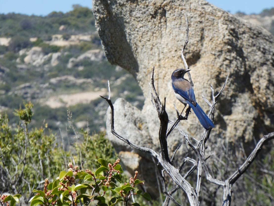A photo of a scrub jay perched on a dead branch