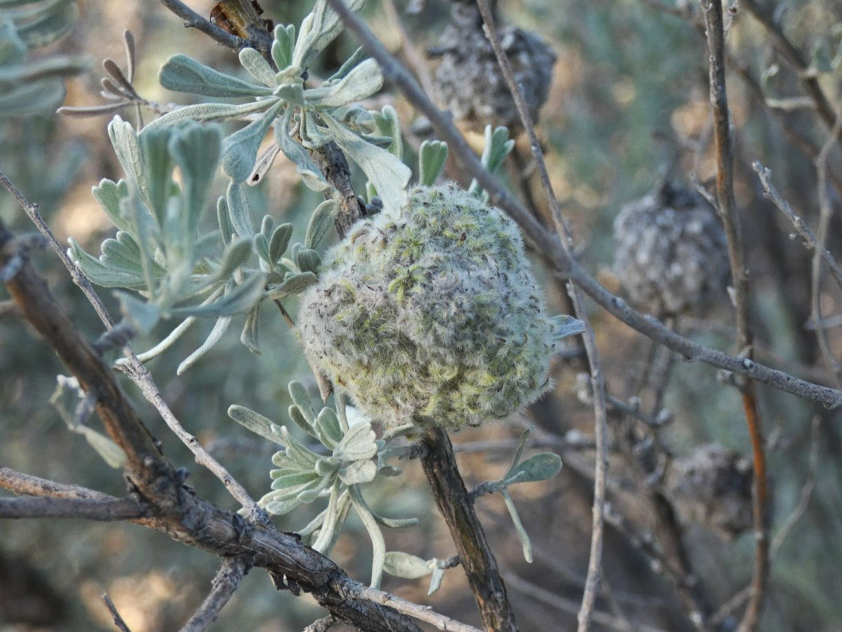 A close-up photo of a gall, or growth, on a sage bush
