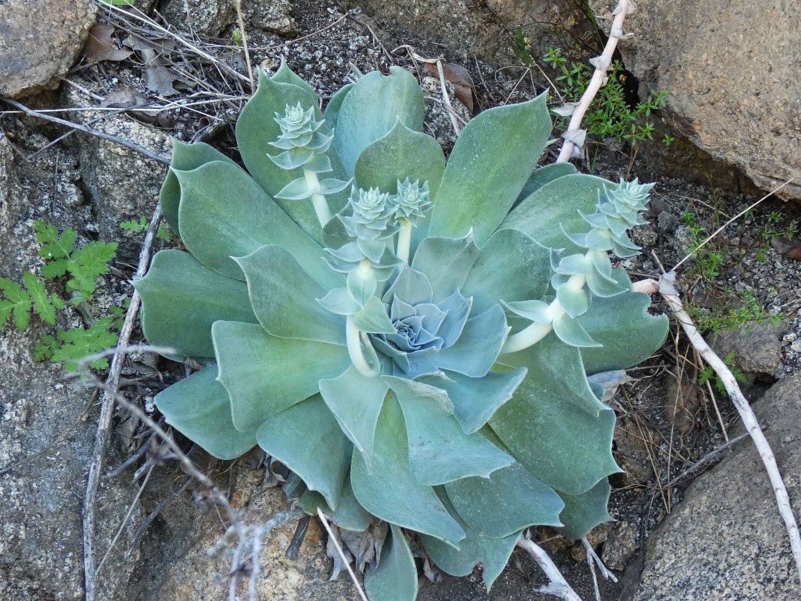 A photo of a small, pale green plant among rocks