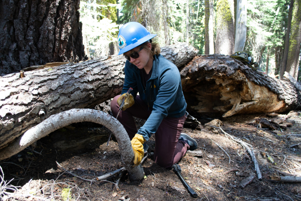 A person wearing a hardhat and gloves uses a hand saw on a small, bent tree. 