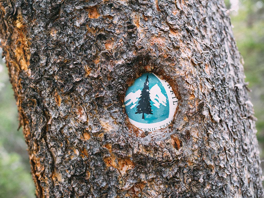pct sign in a tree